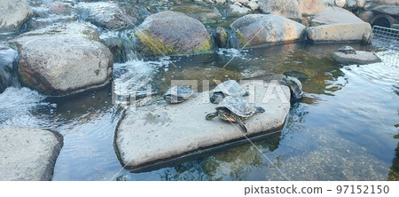Specimen of European turtle on a rock inside a terrarium 97152150