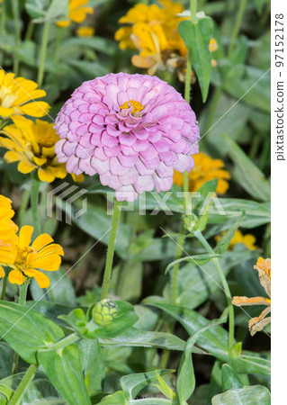 blooming zinnias blooming zinnias 97152178