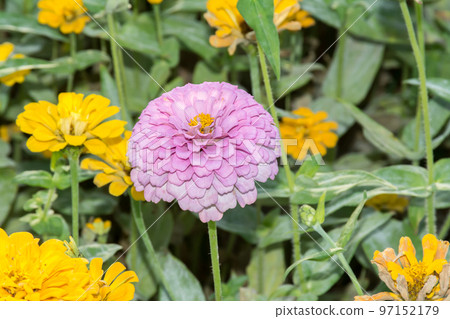 blooming zinnias blooming zinnias 97152179