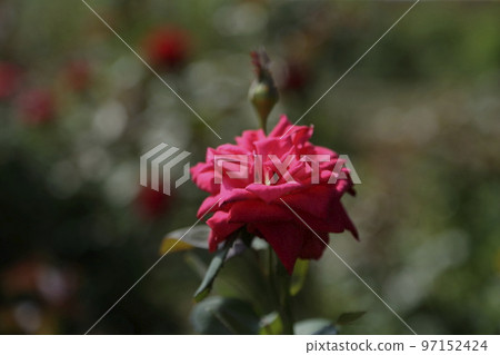Arao City Ominous Citizen Flower Bed Rose Flower, 97152424