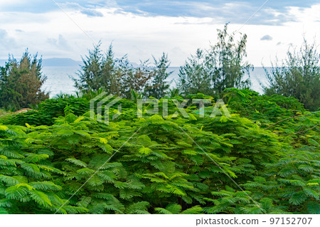 Above the treetops. 97152707