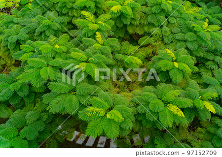 Above the treetops. 97152709