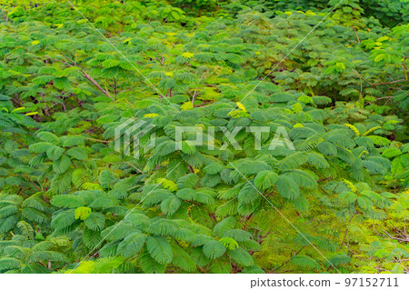 Above the treetops. 97152711