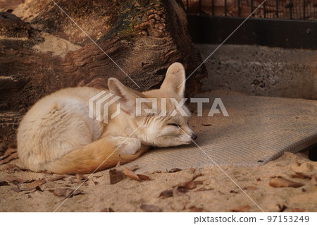 Sleeping fennec Sleeping fennec 97153249