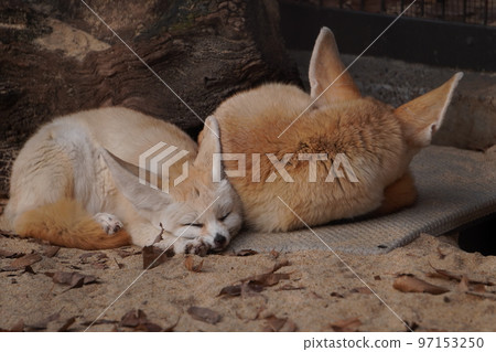 Sleeping fennec Sleeping fennec 97153250