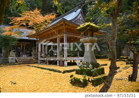 Iwato Ochiba Shrine in Kyoto City, where the fallen leaves of ginkgo trees are beautiful Iwato Ochiba Shrine in Kyoto City, where the fallen leaves of ginkgo trees are beautiful 97153251
