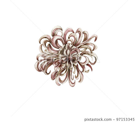 Watercolor hand drawn chrysanthemum with leaves. Realistic botanical watercolor illustration. Floral illustration for design, print, fabric, greetings card ,posters or background. White background. 97153345