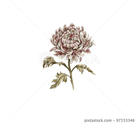 Watercolor hand drawn chrysanthemum with leaves. Realistic botanical watercolor illustration. Floral illustration for design, print, fabric, greetings card ,posters or background. White background. 97153346