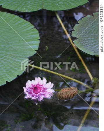 睡蓮花維多利亞亞馬遜 睡蓮花維多利亞亞馬遜 97153354