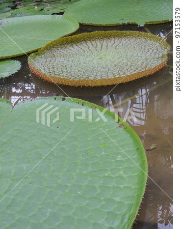 Victoria Amazonica Leaf (Victoria amazonica) Victoria Amazonica Leaf (Victoria amazonica) 97153579