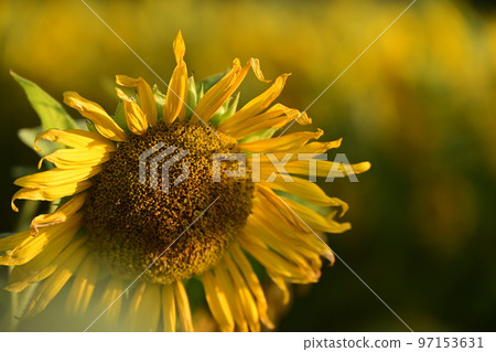 向日葵夏天花 97153631