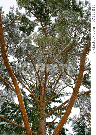 Pine branch under snow with copyspace Pine branch under snow with copyspace 97153813