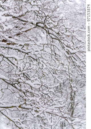 Winter landscape. tree branch under snow in winter snowing day 97153874