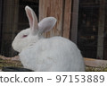 White rabbit 97153889