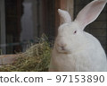 Rabbit  97153890