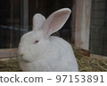 Rabbit face 97153891