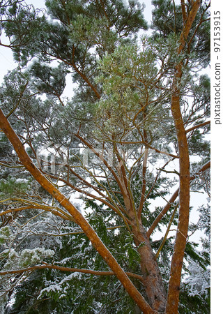 Pine branch under snow with copyspace Pine branch under snow with copyspace 97153915