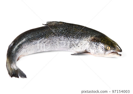 fresh raw salmon fish isolated on white. photo of salmon on white background fresh raw salmon fish isolated on white. photo of salmon on white background 97154003