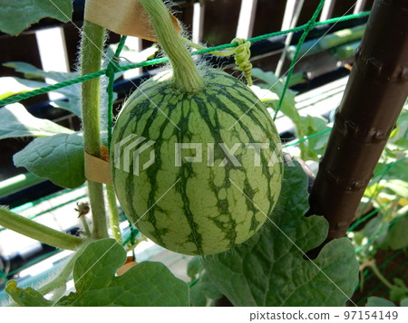 Watermelon aeroponics, growing young fruit 97154149