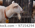 Goat's face 97154294