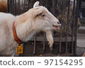 goat and mustache 97154295