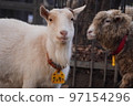 The face of a goat 97154296