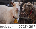 The face of a goat 97154297