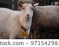 sheep behind goat 97154298