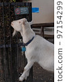 Goat eating grass 97154299