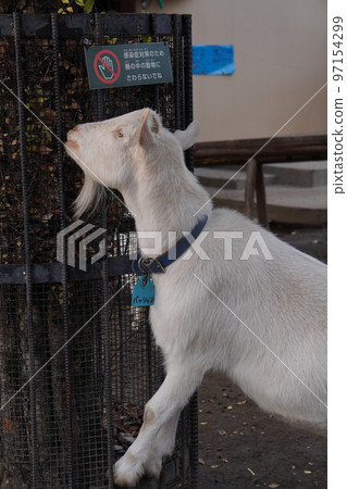 Goat eating grass Goat eating grass 97154299