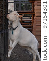 goat whole body 97154301