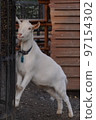 goat whole body 97154302