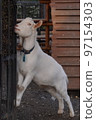 goat eating 97154303