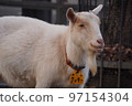 sideways goat 97154304