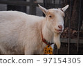 goat looking this way 97154305