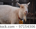 Goat looking at this 97154306
