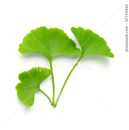 Biloba leaves on white backgrounds. Biloba leaves on white backgrounds. 97154482
