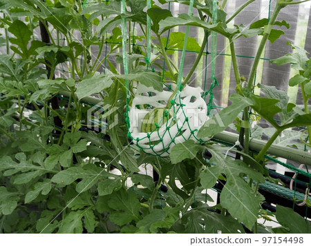 Air cultivation of Kodama watermelon Air cultivation of Kodama watermelon 97154498