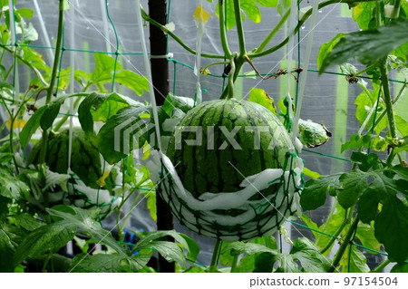 Air cultivation of Kodama watermelon Air cultivation of Kodama watermelon 97154504