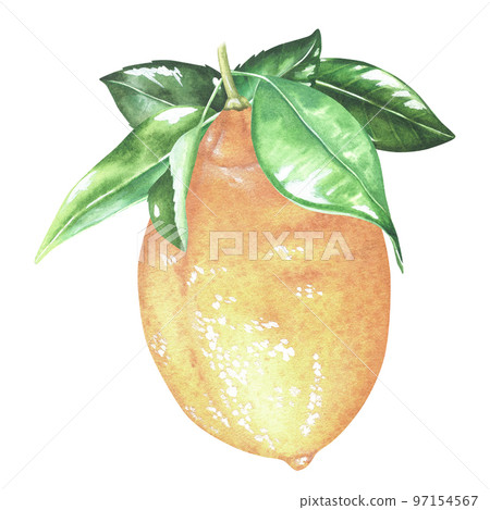 Yellow lemon with leaves on top. Watercolor illustration. Isolated on a white background. For your design stickers, nature prints, kitchen accessories, product packaging with citrus acid or scent 97154567