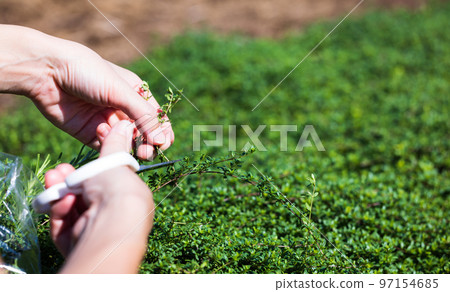 採摘香草和百里香 97154685