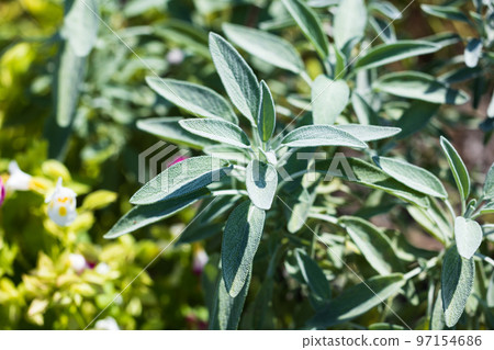 香草鼠尾草葉 97154686