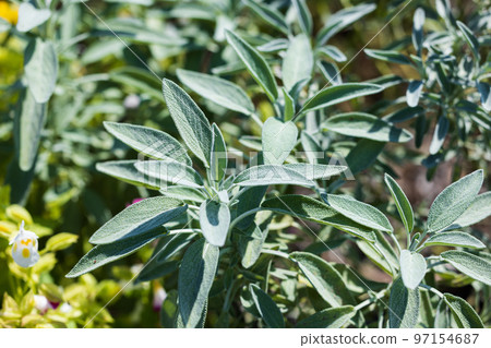 香草鼠尾草葉 97154687