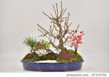 松竹梅新年盆景群植-照片素材（圖片） [97154740] - PIXTA圖庫