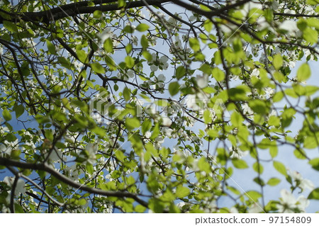 白花盛開的新綠季節 97154809