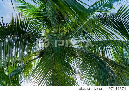 Coconut palm. 97154874