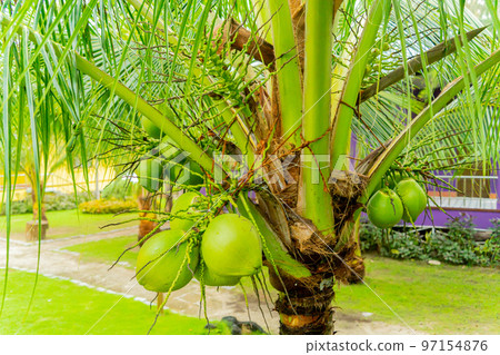 Coconut palm. 97154876