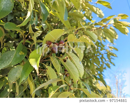 東日樹上 東日樹上 97154881