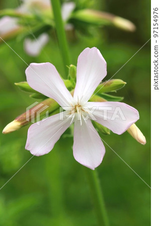 Curative common soapwort flower blooming 97154976
