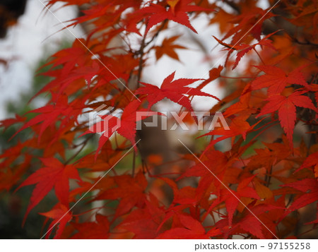 A colorful maple 97155258